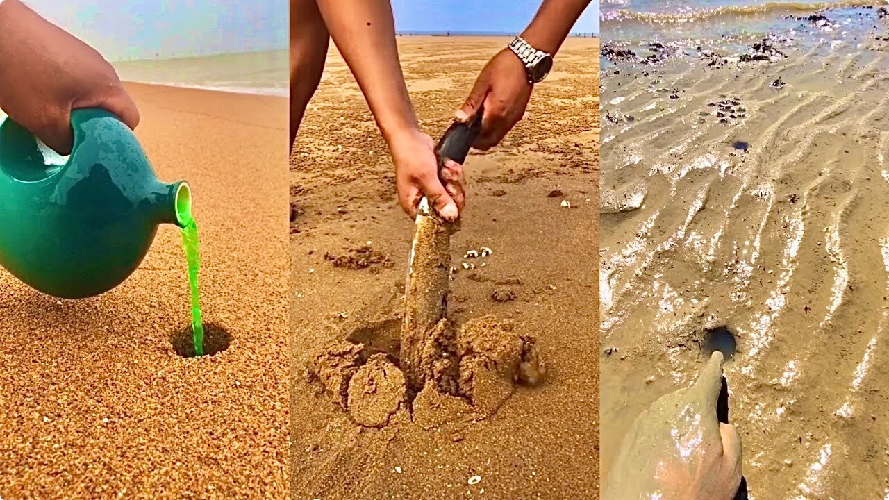 Activities of Chinese Fishermen Hunting Various Sea Animals around the Beach 🐙 Sea Creatures