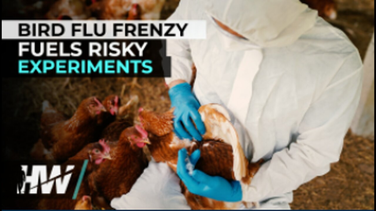 BIRD FLU FRENZY FUELS RISKY EXPERIMENTS