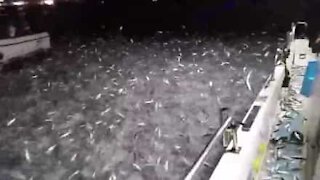 Pesca miracolosa, migliaia di pesci saltano fuori dall'acqua