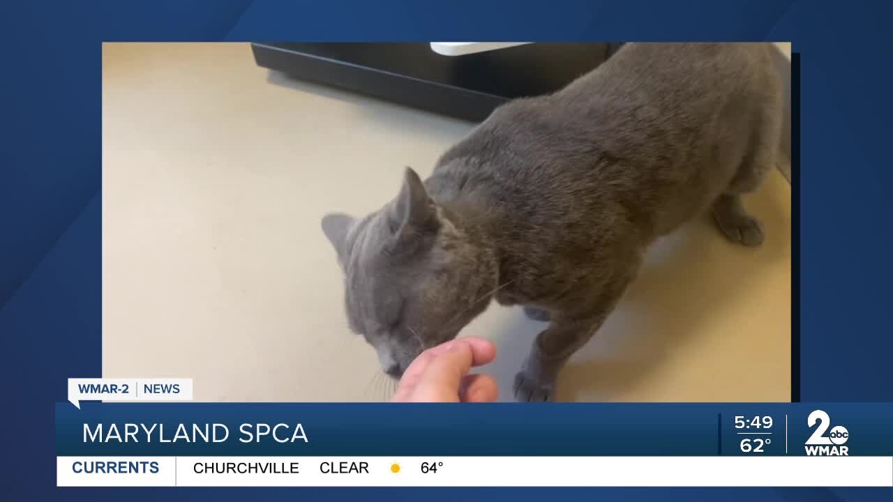 Maryland SPCA says Good Morning Maryland