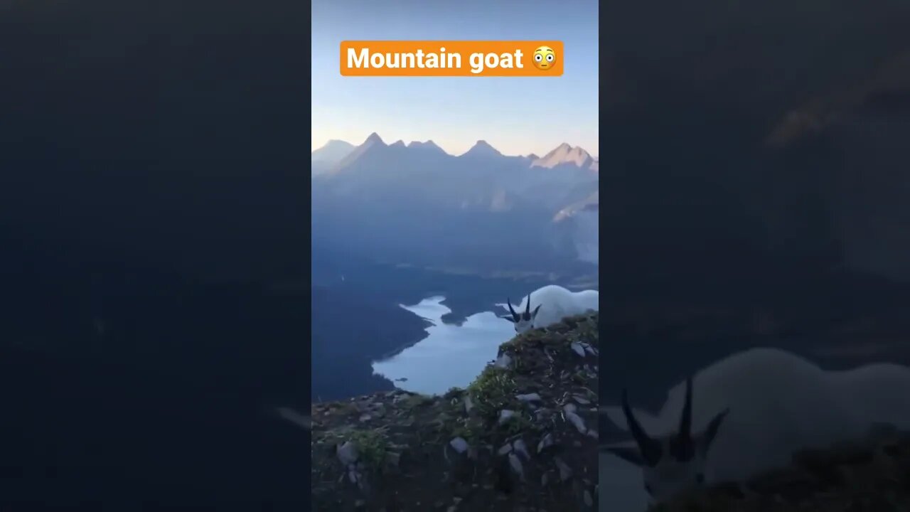 Have you seen mountain goat before 😳😳 #shorts #saintpee #trendingshorts #viral #hype