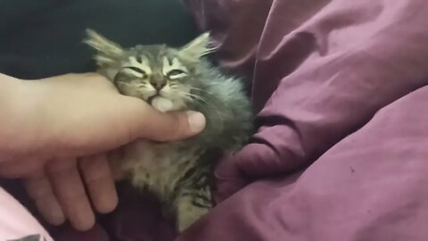 Apareció un angelito en mi casa.