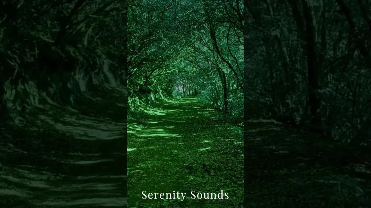 Serenity Sounds : Calming Music for Stress Relief and Mindfulness 🌿🎶 | Check Description