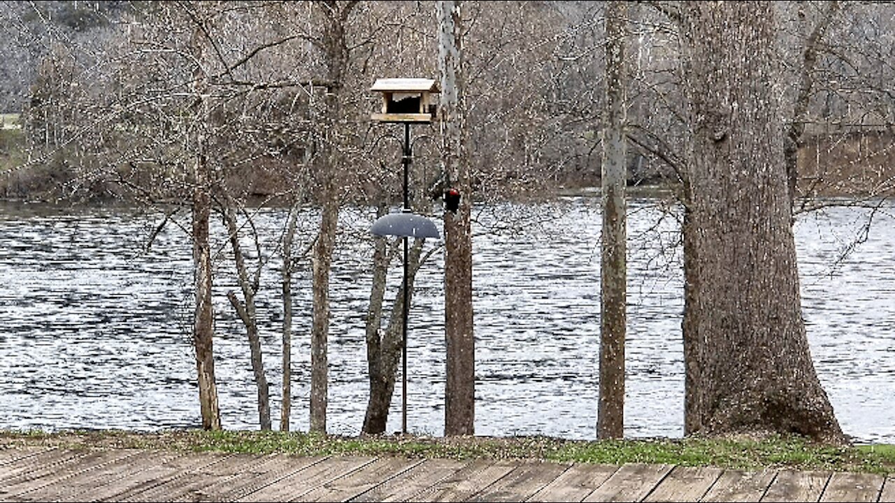 PETE AT THE FEEDER (3/14/2021)