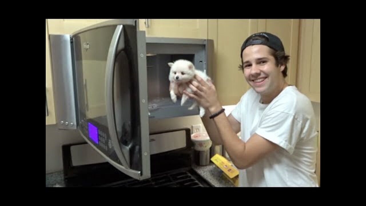 PUTTING A PUPPY INTO THE MICROWAVE!! | David Dobrik