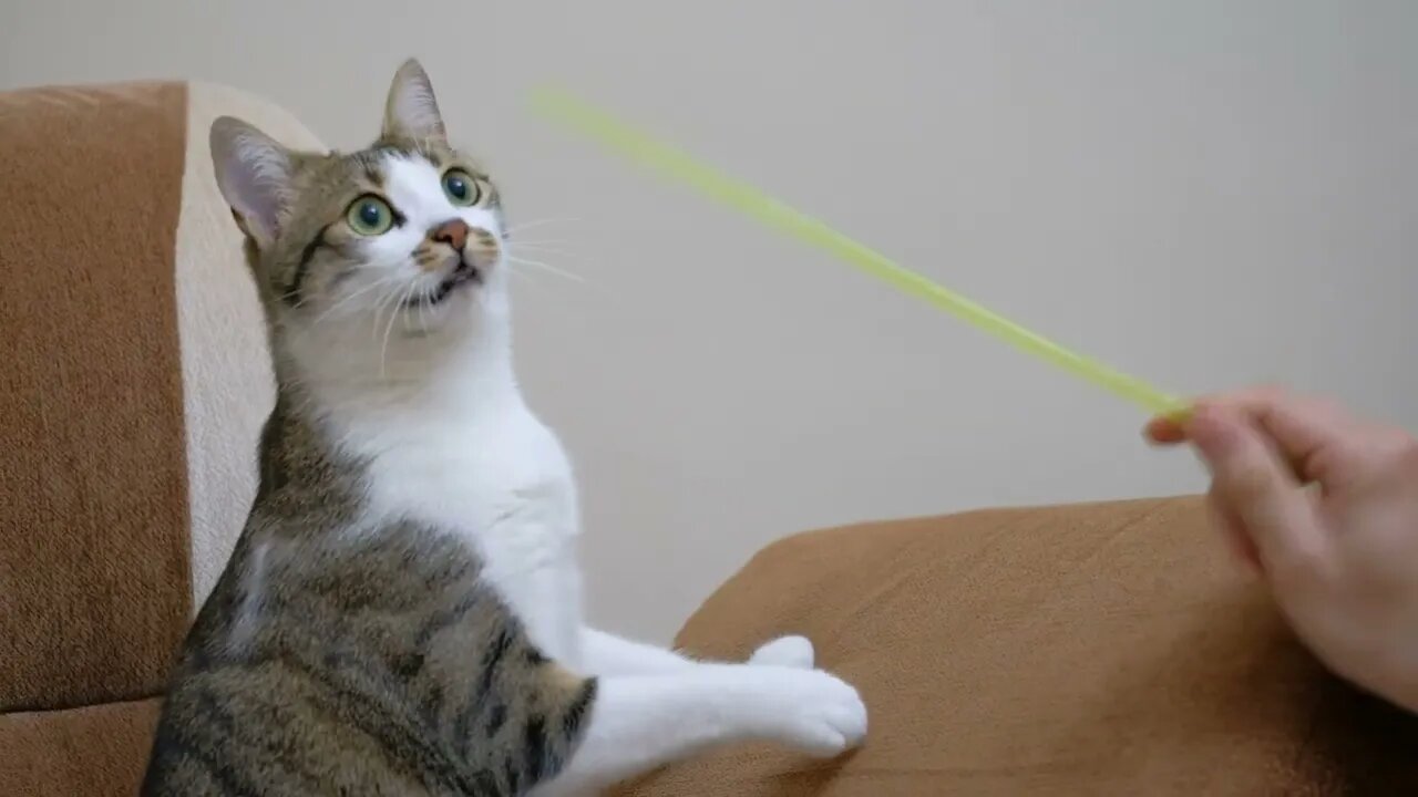 KUCING LUCU #PART 82
