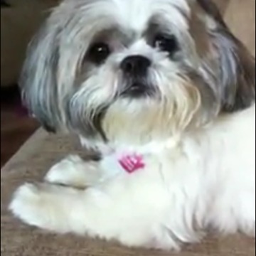 Super cute dog very excited to get groomed