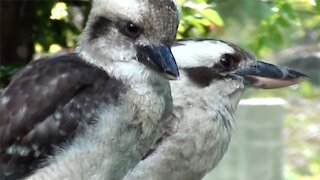 Hand feeding Kookaburra