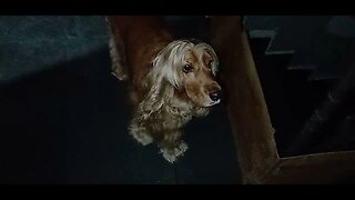 #dogshow , #animals , #dogs