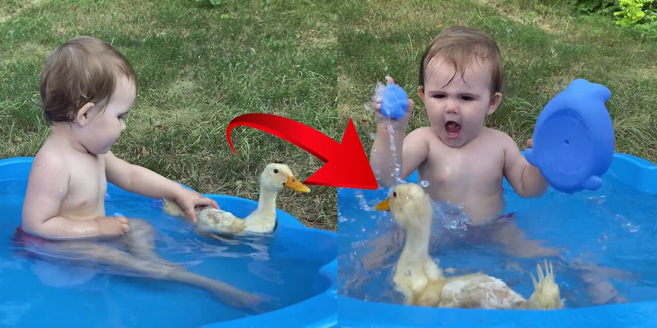 Funny Baby Reaction to Duckling in the Pool