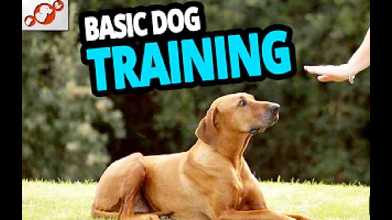 Basic Dog Training with Top 10 Key Commands!