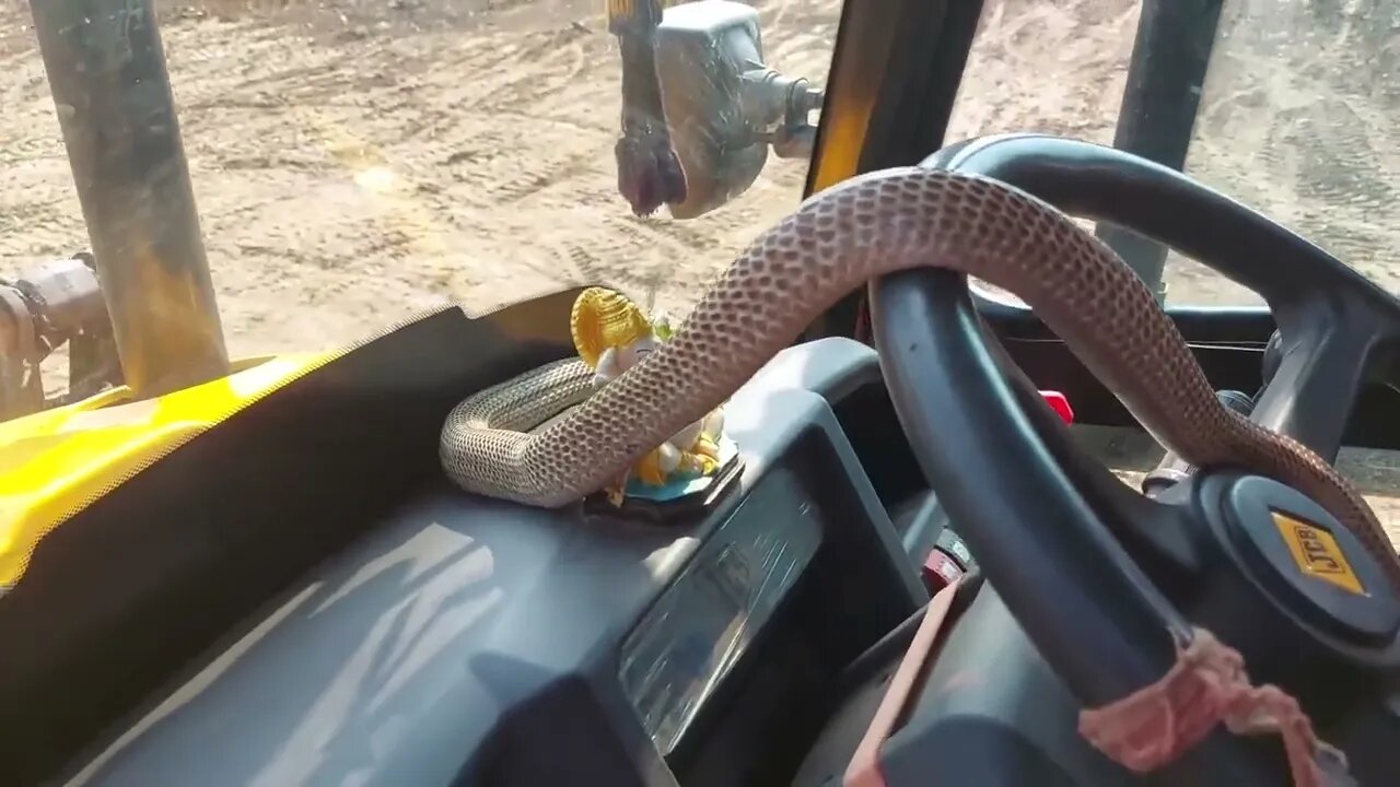How To Get Snake Nest While Excavator Digging The Jcb machine #jcb #machine #snake
