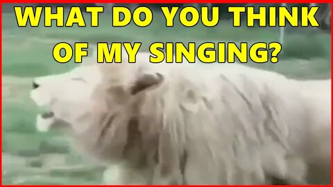 How Not To Be The King Of The Jungle With That Roar