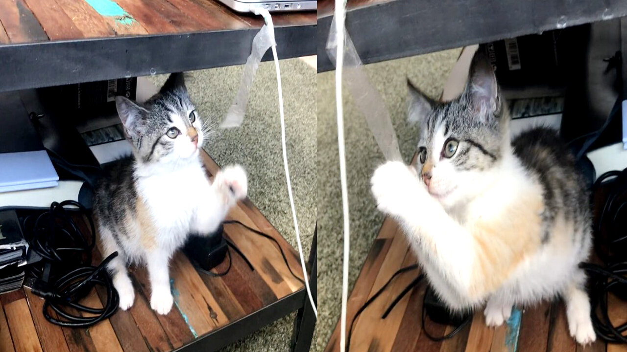 Funny play moments for little kittens