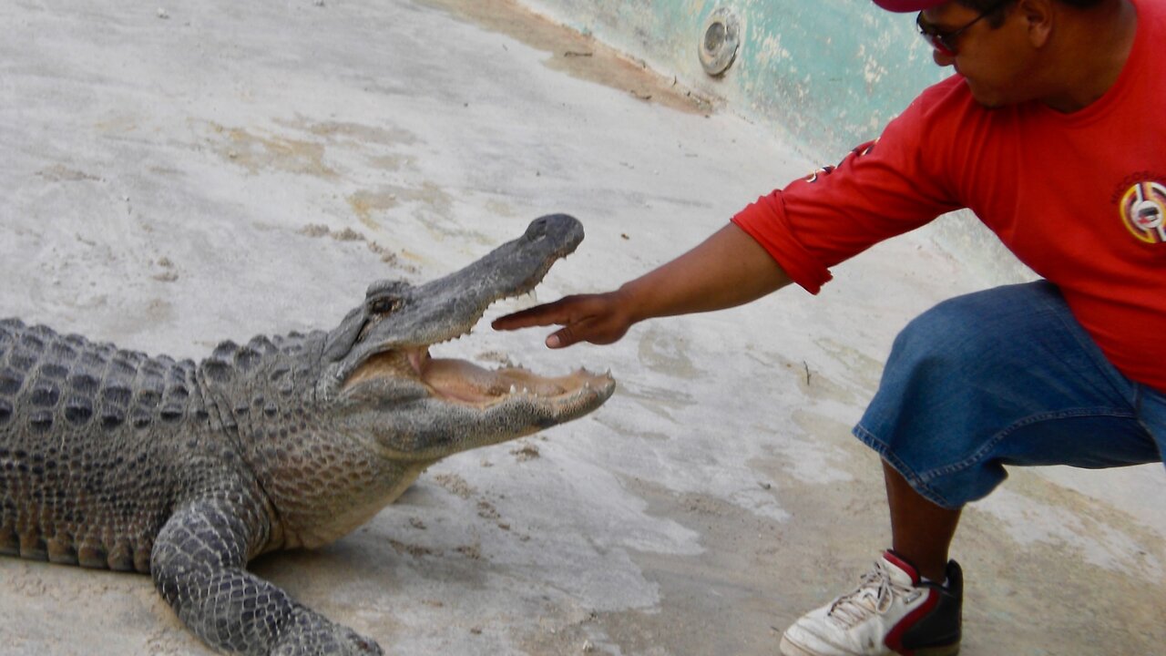 Gator Demonstration