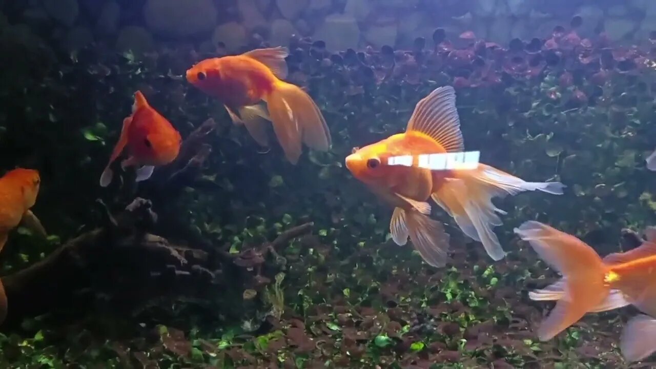 Meet our goldies