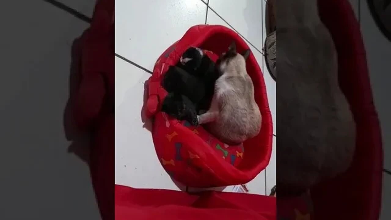 Mamãe gato dando banho nos filhotes com 21 dias #shorts