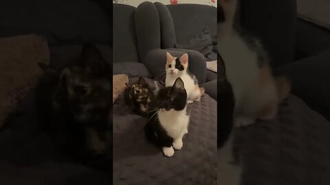 Cute cats rocking to music #shorts #youtubeshorts #cat #cats #viral #foryou #fyp #fypシ #foryoupage