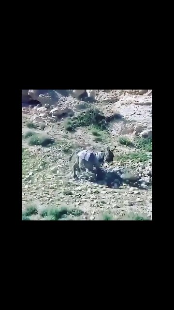 Wow 😳 watch this donkey #Shorts #ytshorts #UbertainmentFun #Dogs #Animals #Fun