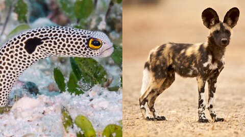 African Wild Dog and spotted garden eels || weird animals || trivia