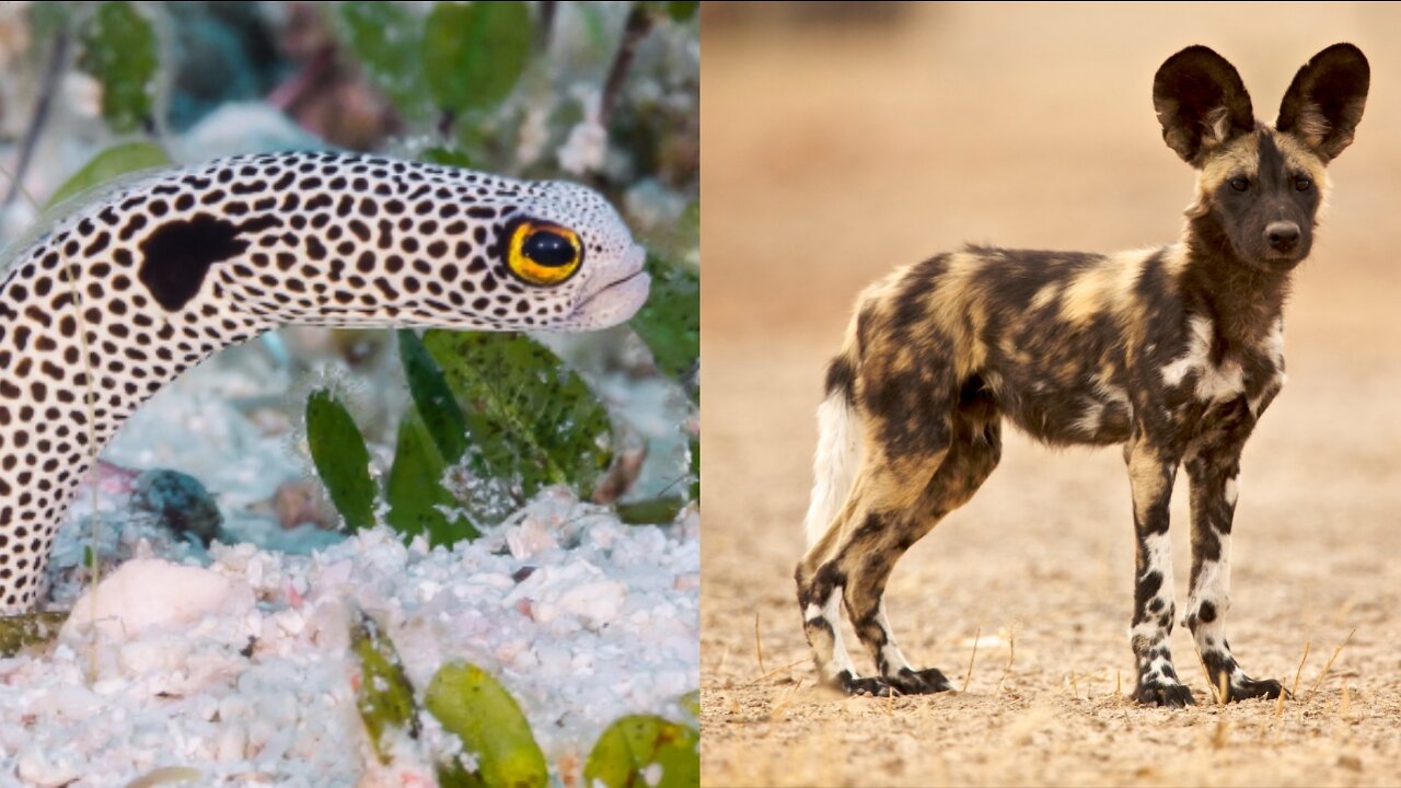 African Wild Dog and spotted garden eels || weird animals || trivia