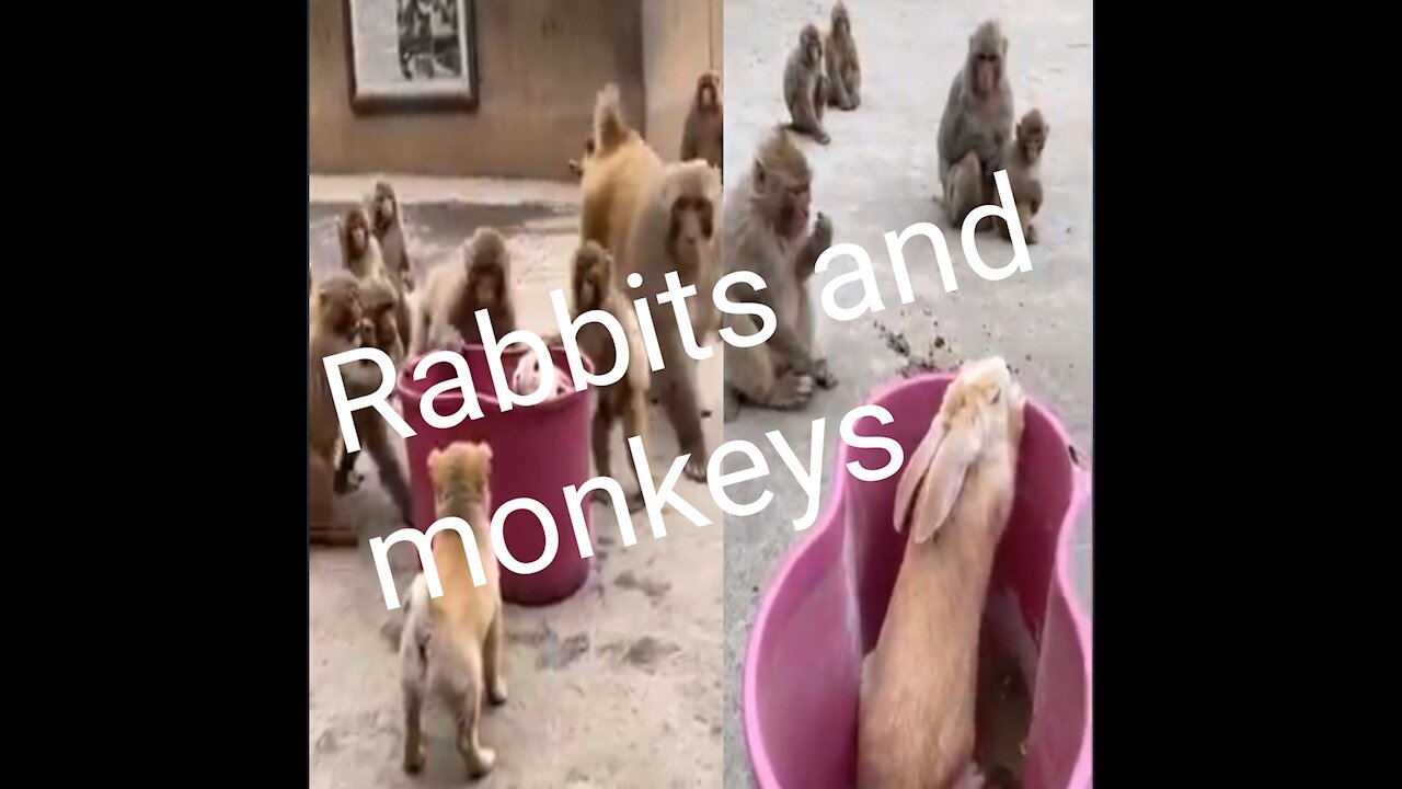 Rabbit and Monkey funny clip video