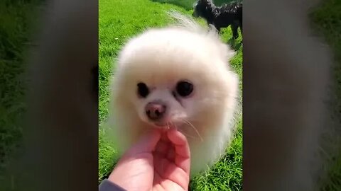 Cute And Funny Dog Smart Puppy Lovely Pomeranian