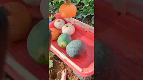 Let's harvest some pumpkins! #pumpkin #homestead #garden