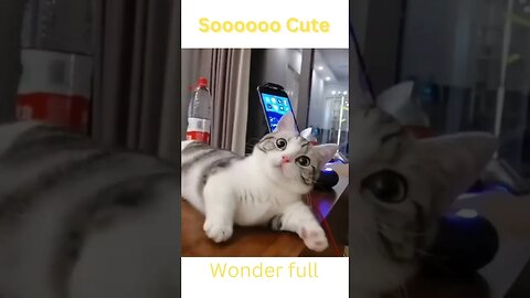 Cute Cat #shorts #cutecat #shortvideo