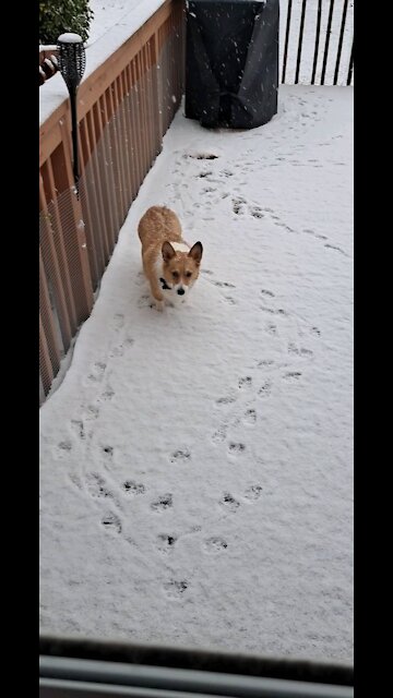 Gorgi unimpressed by snow