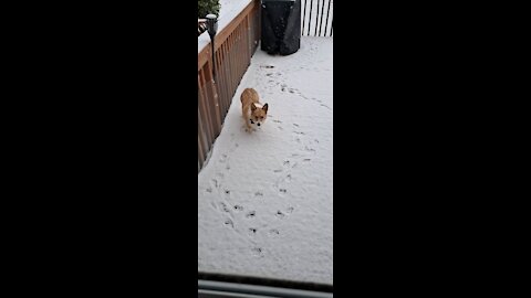 Gorgi unimpressed by snow