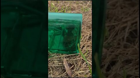 Mouse rescue! #natureconservation #animallover #cuteanimals