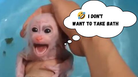 Cute Baby Monkey Lockdown Daily Rutine