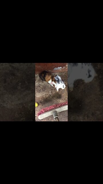 Guinea Pig Buss A Cap Ina Bunny