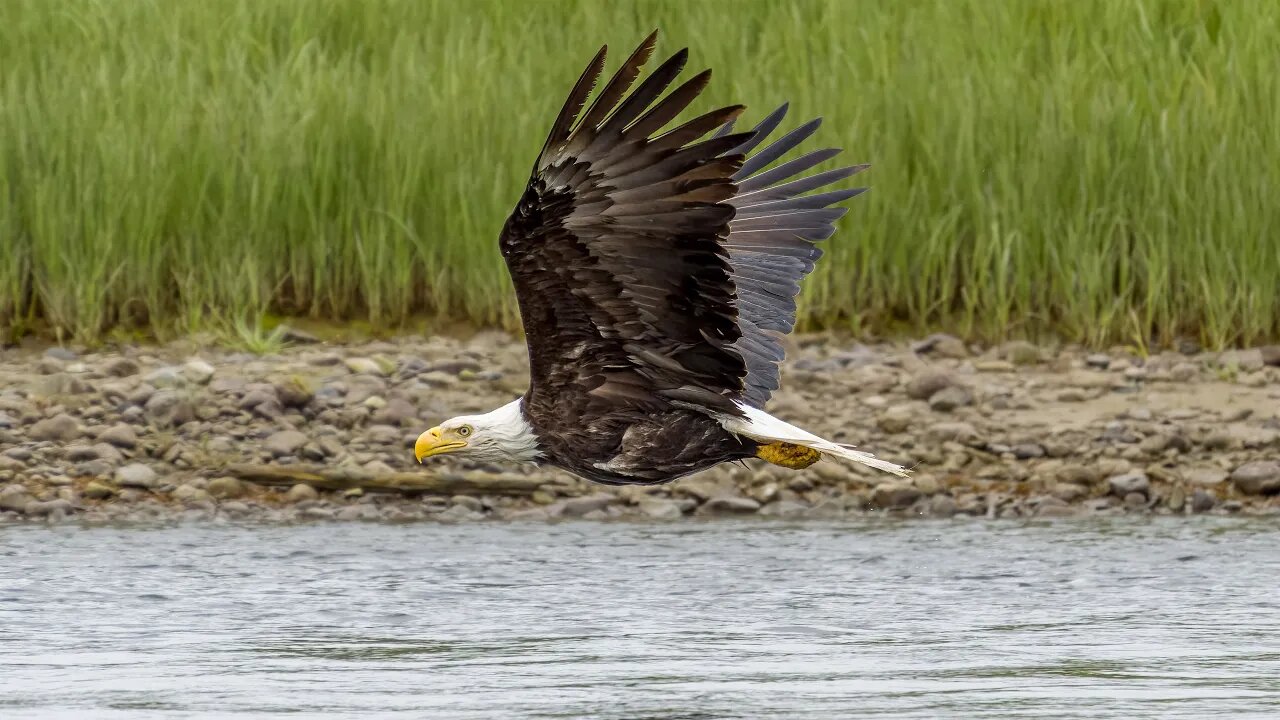 Bald Eagles at The River, Sony A1/Sony Alpha1, 4k