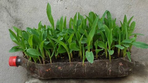 How to grow corn in Coca-Cola bottle || corn leaf juice