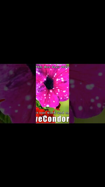 Dragon Kings and Queens of the Holy Grail Union