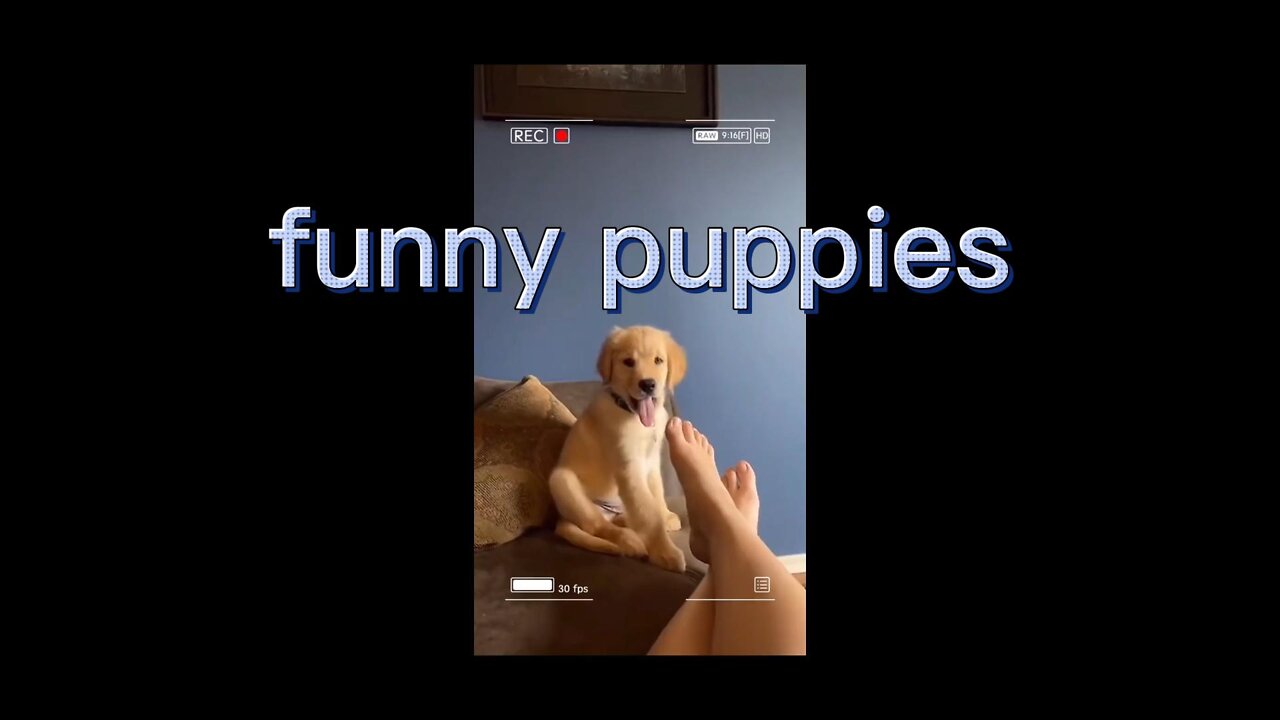 Funny dog video collection