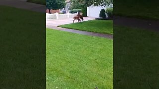 Deer in a Front Yard