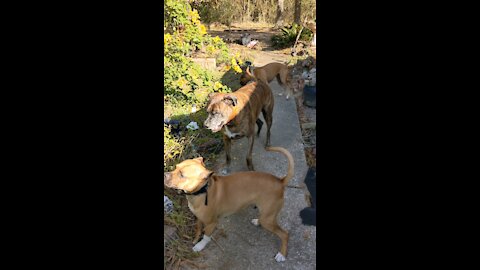 Lefty,Lucy and Tank