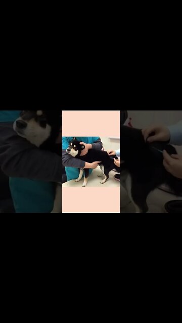 Oh 🤣 No 😛 Cute Puppy #Shorts #ytshorts #UbertainmentFun #Dogs #Animals #Fun