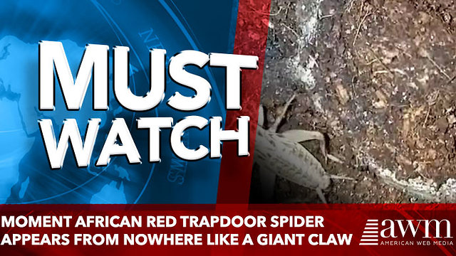 Moment African red trapdoor spider appears from nowhere like a GIANT claw