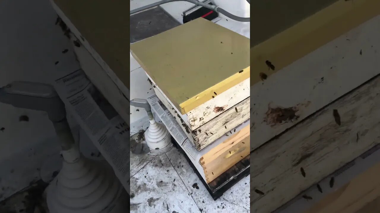 Bee hives at the Golden 1 stadium. Combining queenless swarm with an existing colony. #lightthebeam