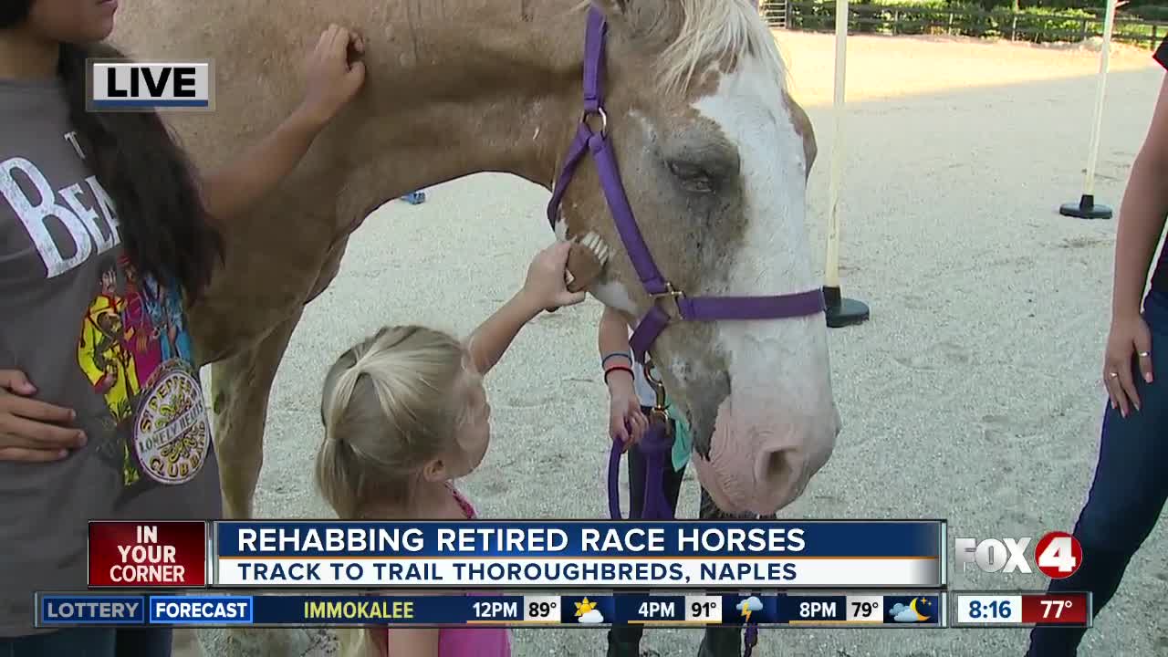 Track to Trail Thoroughbreds rescues race horses