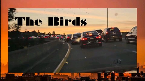 The Birds