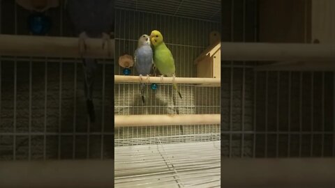 Budgie Is Bad To The Bone 🤣 #shorts #budgies #youtubeshorts #parakeets #animallover #funny