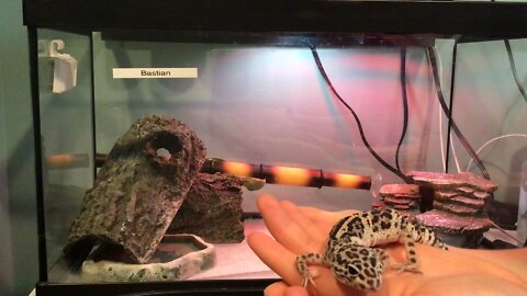 How to safely handle your Leopard Gecko - the basics