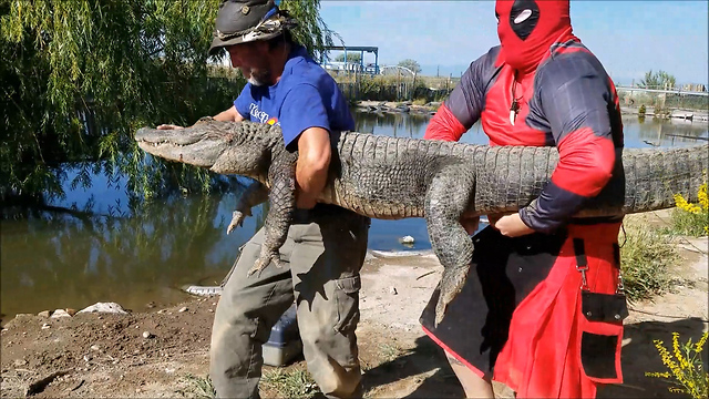 'Deadpool’ Prevents Epic Battle Between Alligators