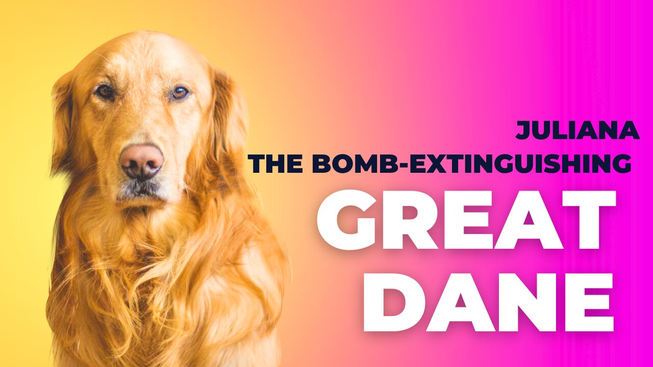 Juliana: The Bomb-Extinguishing Great Dane