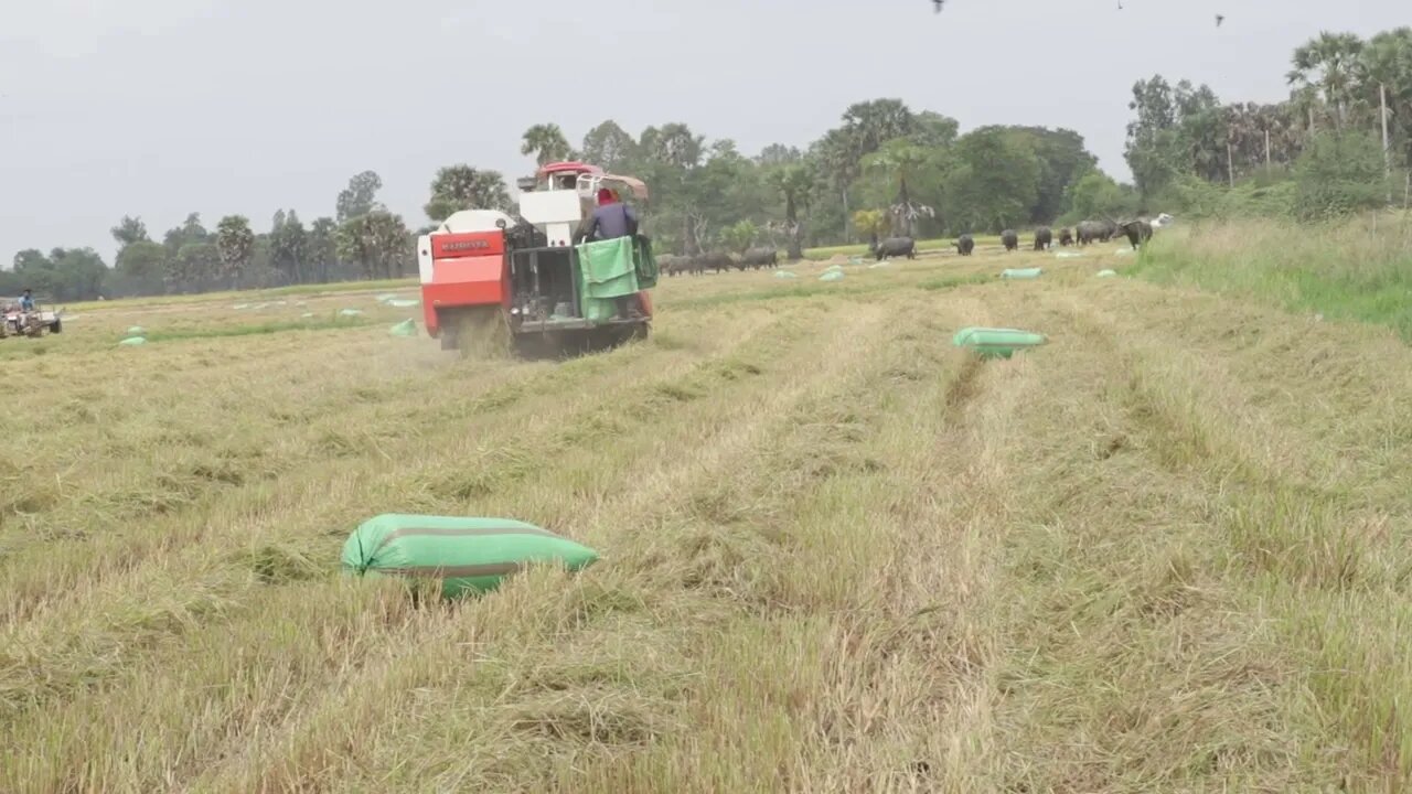 Kobuta harvesting rice 3